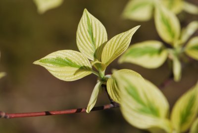 Cornus controversa 'Variegata' - svída sporná 'Variegata' - jarní listy (4)